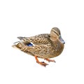 Female duck also called as a hen with brown and blue feathers isolated on white background Royalty Free Stock Photo