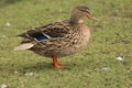 Female duck bird on grass field in park