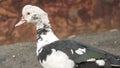 Female duck close-up. Indoda is on the farm