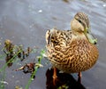 Female Duck Royalty Free Stock Photo