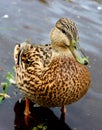 Female Duck Royalty Free Stock Photo