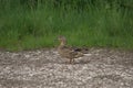 A female duck Common duck, Anas platyrhynchos showing its distinctive camouflage and looking for stones to swallow Royalty Free Stock Photo