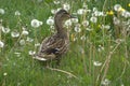 A female duck Common duck, Anas platyrhynchos standing between dandelions