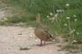 A female duck Common duck, Anas platyrhynchos standing on a path looking around