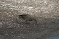 A female duck Common duck, Anas platyrhynchos swallowing small limestone rocks Royalty Free Stock Photo
