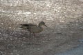 A female duck Common duck, Anas platyrhynchos looking for small limestone rocks to swallow Royalty Free Stock Photo