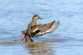 Female Eurasian Teal - Anas crecca bathing and flapping her wings. Royalty Free Stock Photo