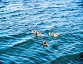 Female Duck And Hatchlings Swimming In Big Bear Lake