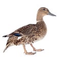 Female duck Royalty Free Stock Photo