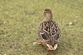 Female duck in the grass