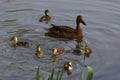 Ducklings - Front view - France Royalty Free Stock Photo