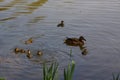 Ducklings in the lake in France - Bassin de la muette Royalty Free Stock Photo