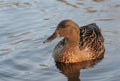 Female duck on lake