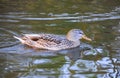 A female duck mallard (Anas platyrhynchos) swimming in a lake Royalty Free Stock Photo