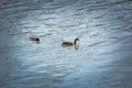 Female duck. Portrait of a duck with reflection in clean water Royalty Free Stock Photo