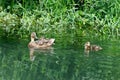 A female duck and several baby ducks