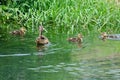 A female duck and several baby ducks