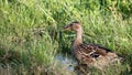 A female duck in some long grass.