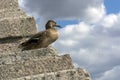 Female duck standing on a stone stairway on sky background with Royalty Free Stock Photo