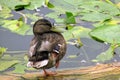 Female duck stands on one leg. Duck in the lake stands on a log in the lake