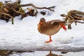 A female duck stretches on the edge of a winter river Royalty Free Stock Photo