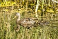 Female duck with offspring