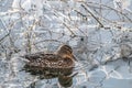 Female duck swimming in the river isar in winter Royalty Free Stock Photo
