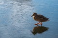 Female duck on thin blue ice nature sunny day Royalty Free Stock Photo