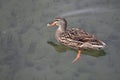 Female duck on water surface Royalty Free Stock Photo