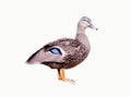 Female Duck on white Royalty Free Stock Photo