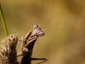 Female dwarf mantis (Ameles sp.) Royalty Free Stock Photo