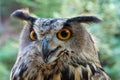 Eagle owl with big eyes in the forest Royalty Free Stock Photo