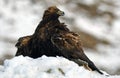 female eagle protects the prey in the snow Royalty Free Stock Photo