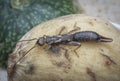 Female earwig dermaptera insect on lancium parasiticum fruit Royalty Free Stock Photo