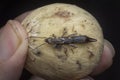 Female earwig dermaptera insect on lancium parasiticum fruit Royalty Free Stock Photo