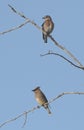 Female Eastern blue bird and cedar wax wing on tree snag branches Royalty Free Stock Photo