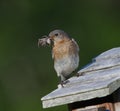 Female eastern blue bird - Sialia sialis - perched on nesting box with large female Hogna carolinensis Royalty Free Stock Photo