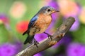 Female Eastern Bluebird