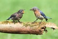 Female Eastern Bluebird With Baby