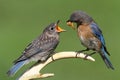 Female Eastern Bluebird Feeding A Baby