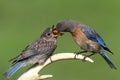 Female Eastern Bluebird Feeding A Baby