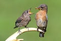 Female Eastern Bluebird Feeding A Baby