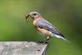 Female Eastern Bluebird With Insect Royalty Free Stock Photo