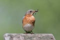 Female Eastern Bluebird With Insect Royalty Free Stock Photo