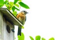 Female eastern bluebird perched on bird house with white background