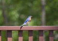 Female Eastern Bluebird with Insect Royalty Free Stock Photo