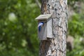 Female Eastern Bluebird Perched on a Birdhouse