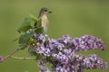 Female Eastern Bluebird Perched in Lilacs