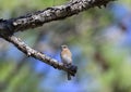 Female Eastern Bluebird posing on a branch