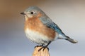 Female Eastern Bluebird